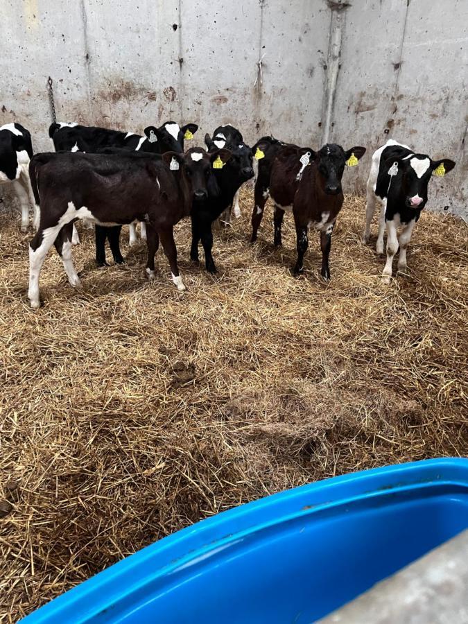 Lacken Farmyard Kilmihil Esterno foto